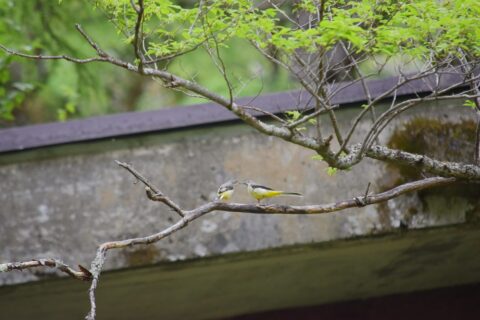 キセキレイ（黄鶺鴒）