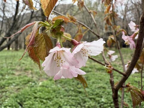上高地　徳沢のタカネザクラ