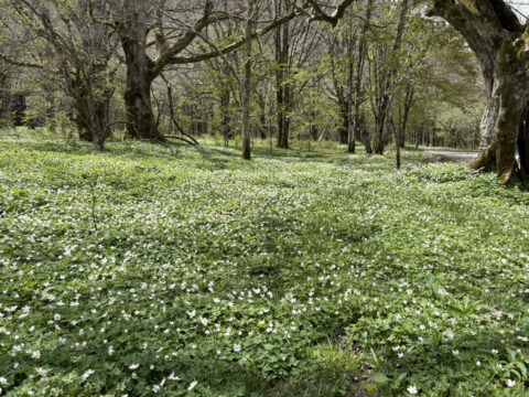 上高地・徳沢のニリンソウ