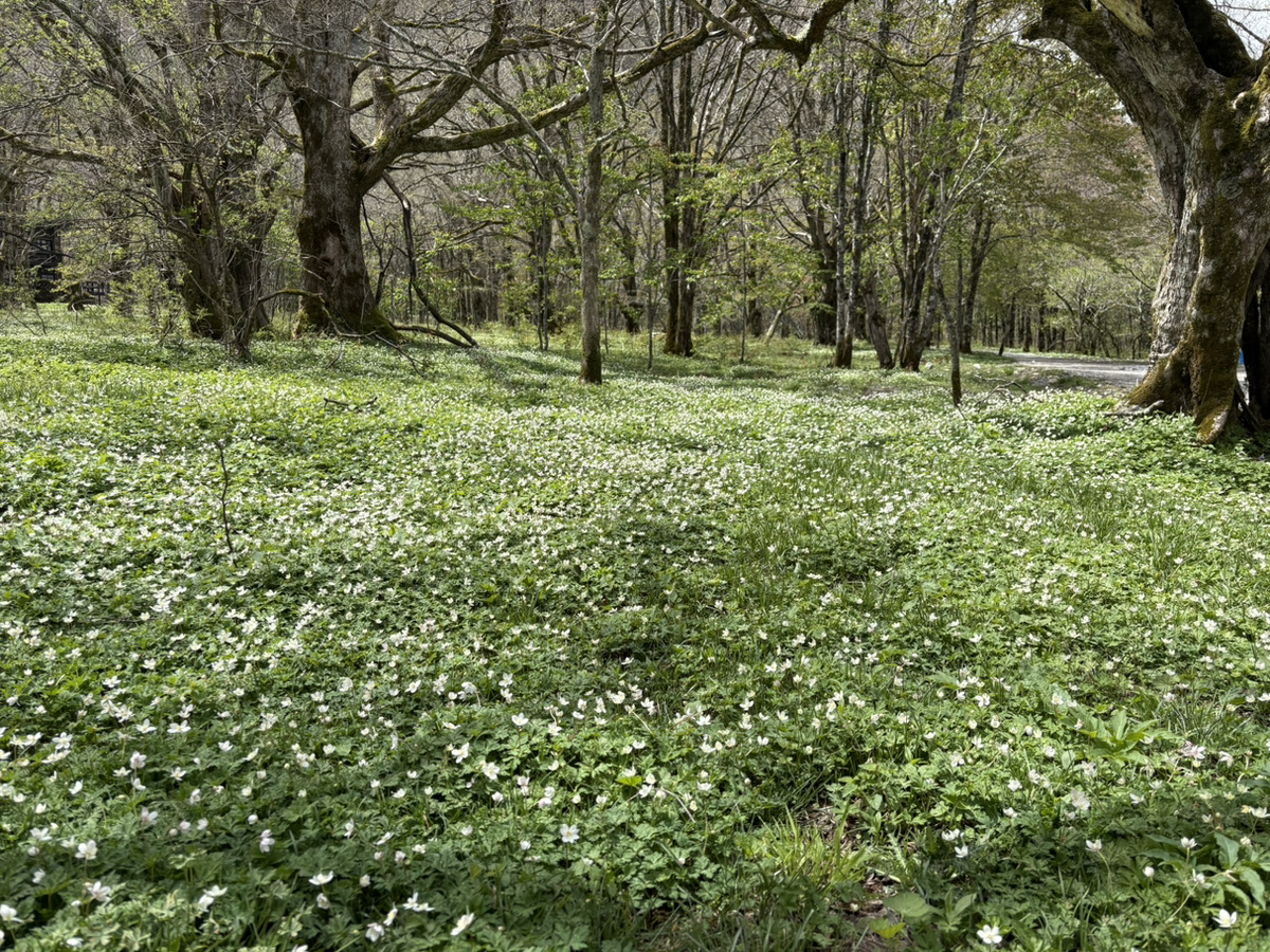 上高地・徳沢のニリンソウ