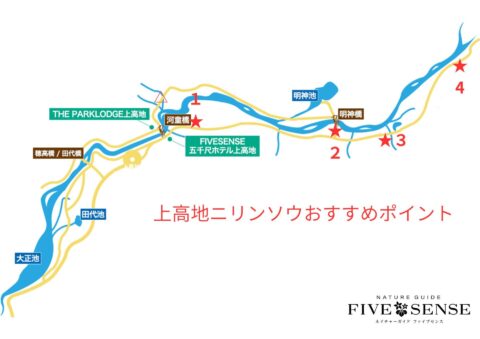 上高地のニリンソウ見頃おすすめスポット