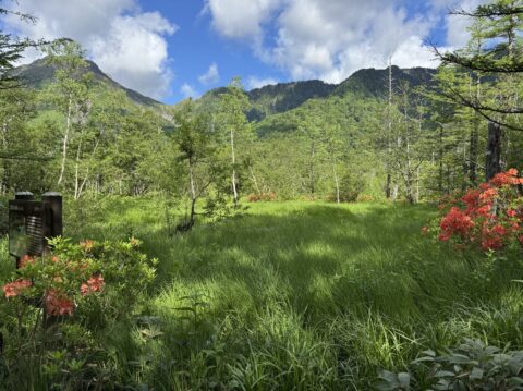 6月の上高地、田代湿原周辺遊歩道とレンゲツツジ