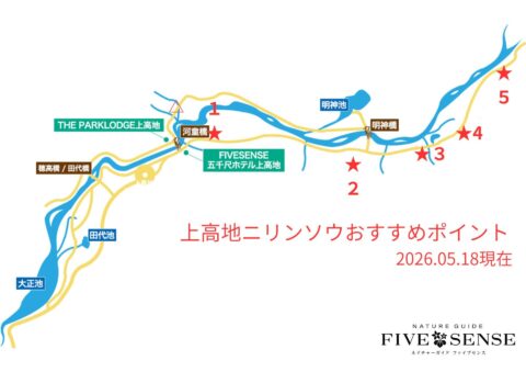 上高地・ニリンソウの見頃MAP