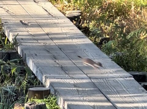 朝の岳沢湿原で撮影したホンドオコジョ