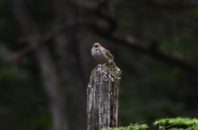 上高地の朝を楽しむ！早朝ガイドの魅力