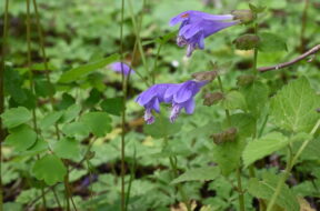 上高地で6月に見られる花5選｜梅雨の季節に楽しむ植物ガイド