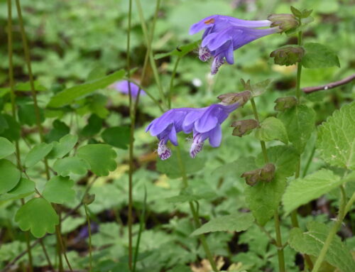 上高地で6月に見られる花5選｜梅雨の季節に楽しむ植物ガイド