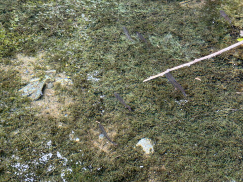 岳沢湿原で撮影した魚