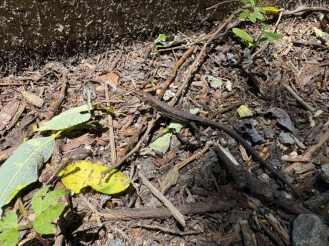 上高地で撮影された尻尾の長いカナヘビ