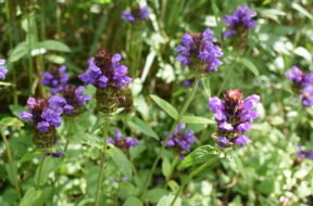 【上高地の夏の花ガイド】7月の散策で出会える花5選