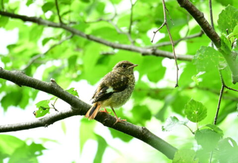 ジョウビタキ幼鳥七月七日梓川沿いで撮影