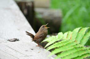 上高地で見られる野鳥10選｜初夏のバードウォッチング