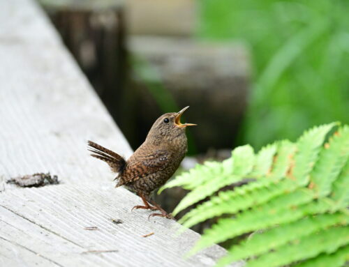 上高地で見られる野鳥10選｜初夏のバードウォッチング
