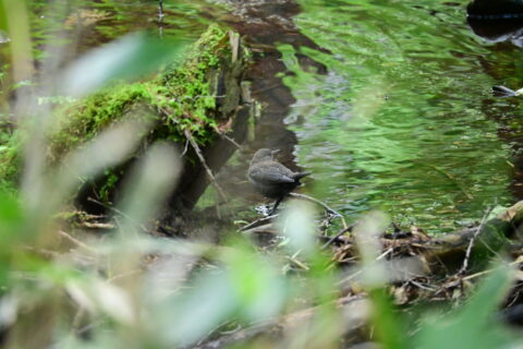 カワガラス七月八日梓川左岸道で撮影