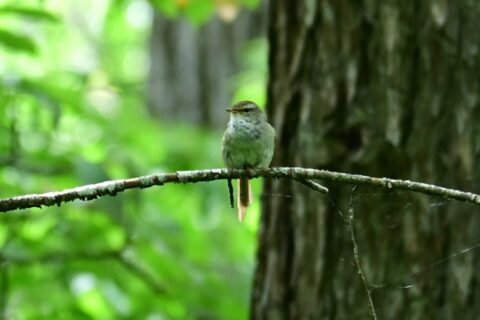 ウグイス７月11日古池近くで撮影