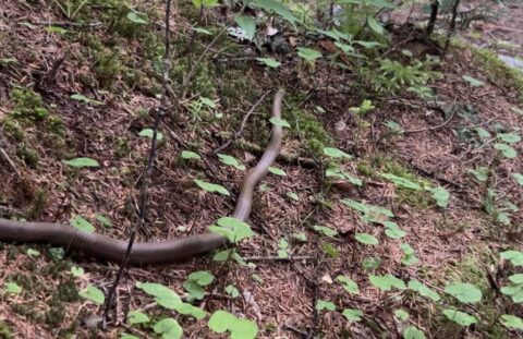 上高地で撮影されたジムグリ