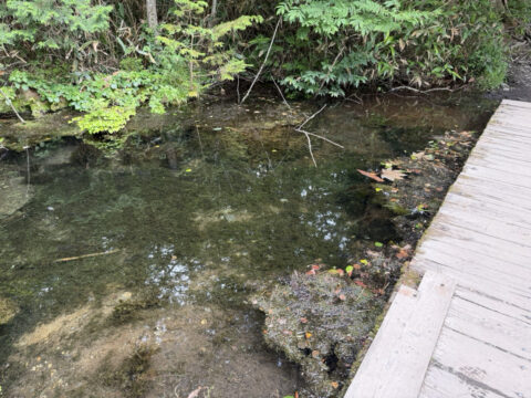 岳沢湿原の魚いるところ