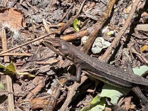 上高地で撮影されたカナヘビ