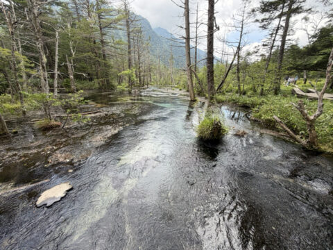 木道の橋から撮影した岳沢湿原