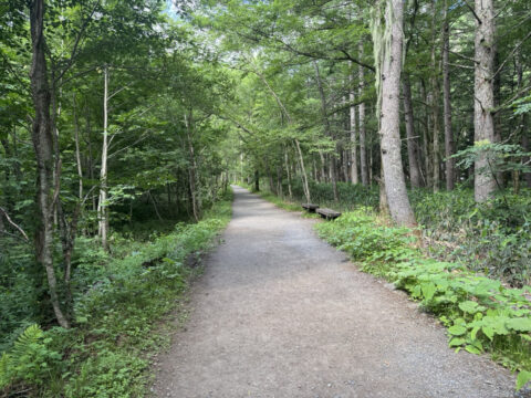 左岸道の遊歩道