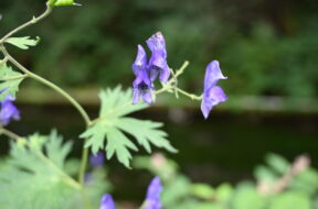 8月の上高地で見つけたいお花4選｜散策で出会える夏の花