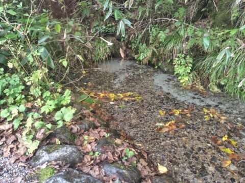 上高地の湧水・五千尺沢