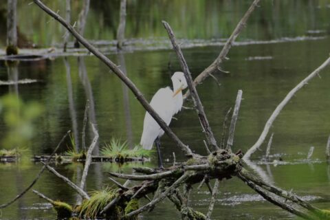 岳沢湿原のダイサギ