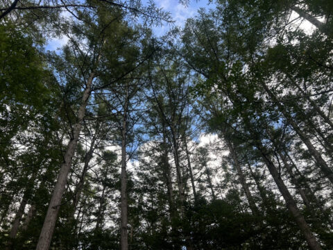 2026.09.05のカラマツ