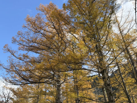 上高地バスターミナルのカラマツ黄葉