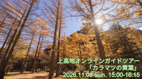 オンラインガイド11月分