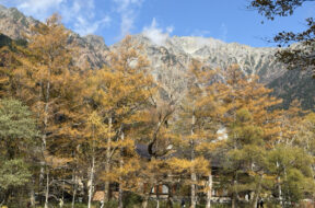【上高地2026】紅葉＆黄葉が見頃になりました｜おすすめスポット紹介