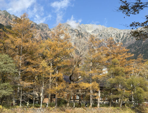 【上高地2026】紅葉＆黄葉が見頃になりました｜おすすめスポット紹介