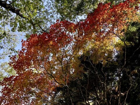 雲のような紅葉