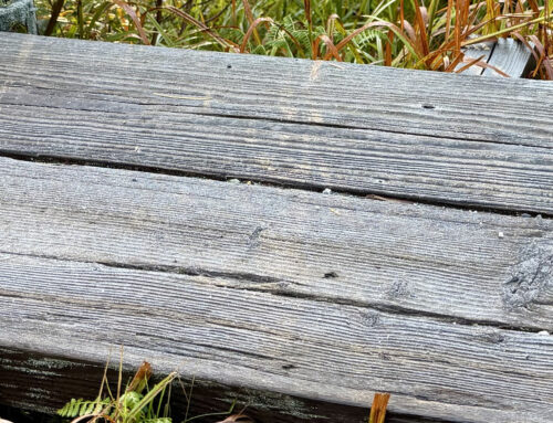 初霜が降りました｜上高地の紅葉状況と見頃予想・早朝の服装