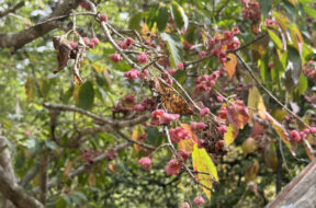 【2026年10月の上高地】秋に見つけたい植物3選｜見頃と場所