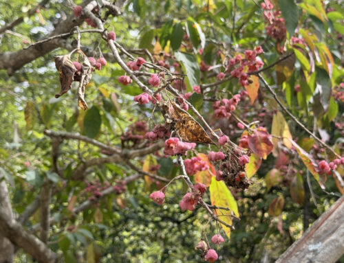 【2026年10月の上高地】秋に見つけたい植物3選｜見頃と場所