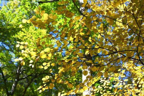 カツラの黄葉　2026年10月8日撮影