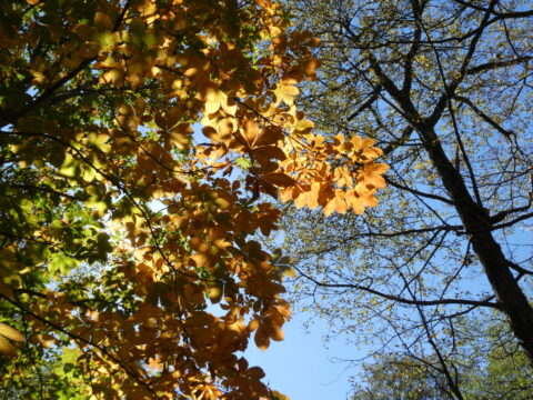 上高地の紅葉・トチノキ