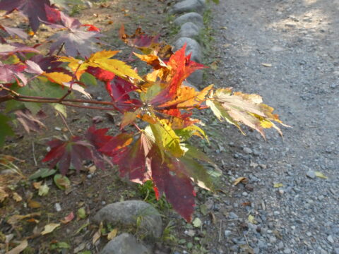 上高地の紅葉・ハウチワカエデ