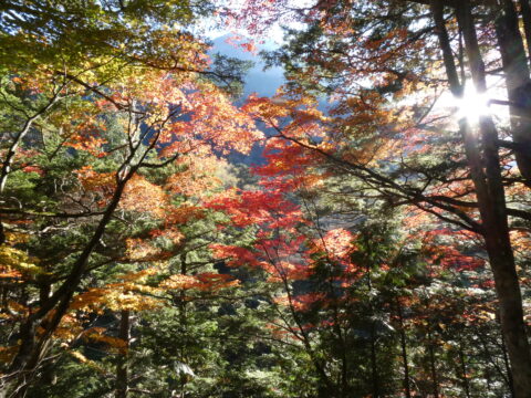 上高地のハウチワカエデ紅葉・グラデーション