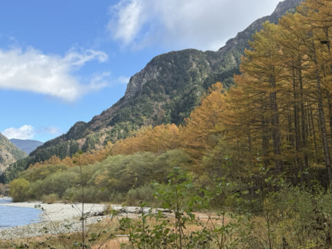 上高地のカラマツ黄葉